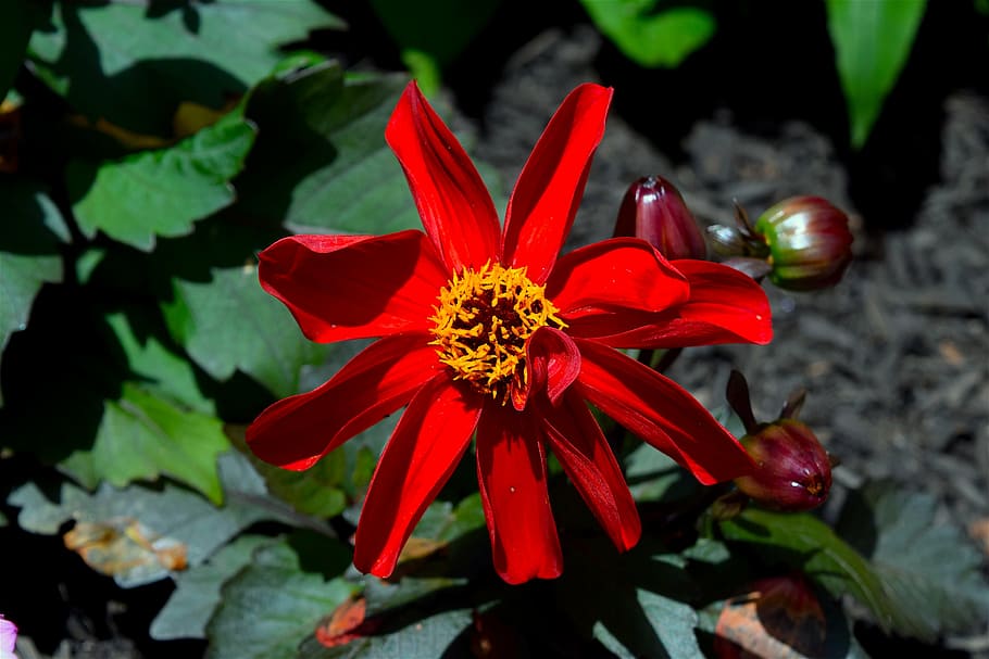 flower, red, macro, bloom, spring, floral, nature, blooming HD wallpaper