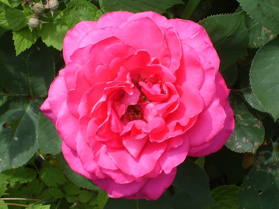 Rose, Pink, Bloom, Blossom, Colorful, detail, flora, floral HD wallpaper
