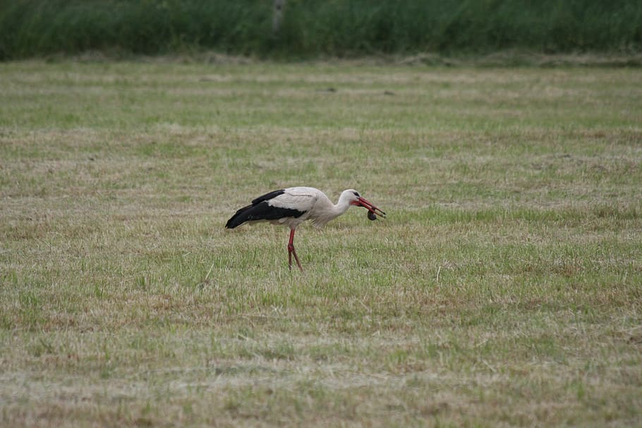 stork, mole, birds, white stork, rattle stork, storks, white storks HD wallpaper