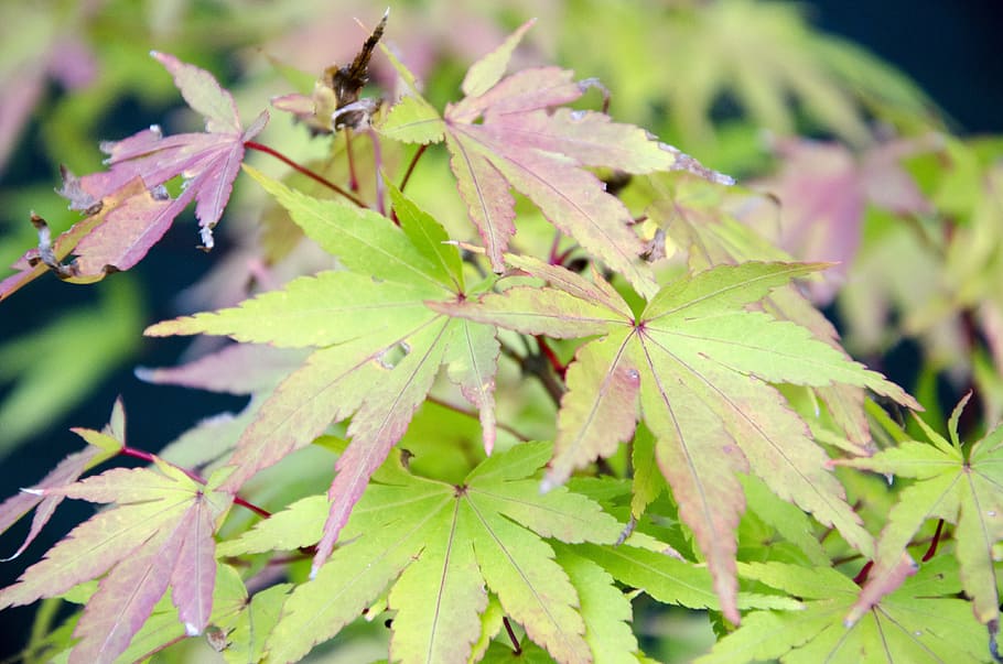 leaves, nature, fall, leaf, plant part, green color, growth HD wallpaper