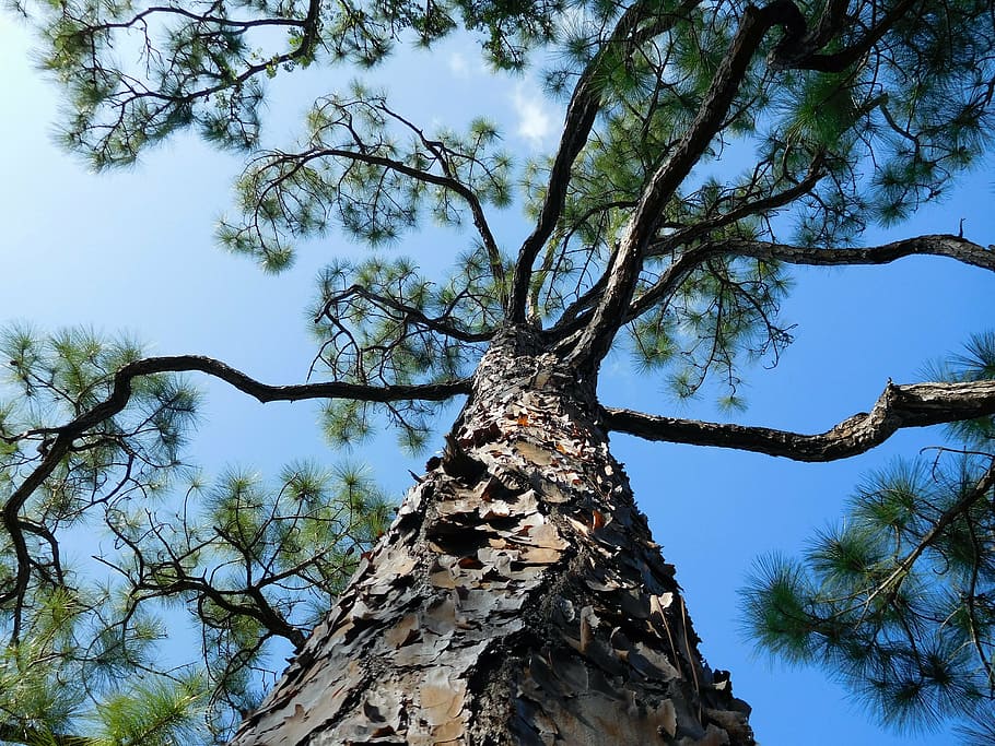 tree, tree branches, nature, plant, bark, natural, forest, sky HD wallpaper