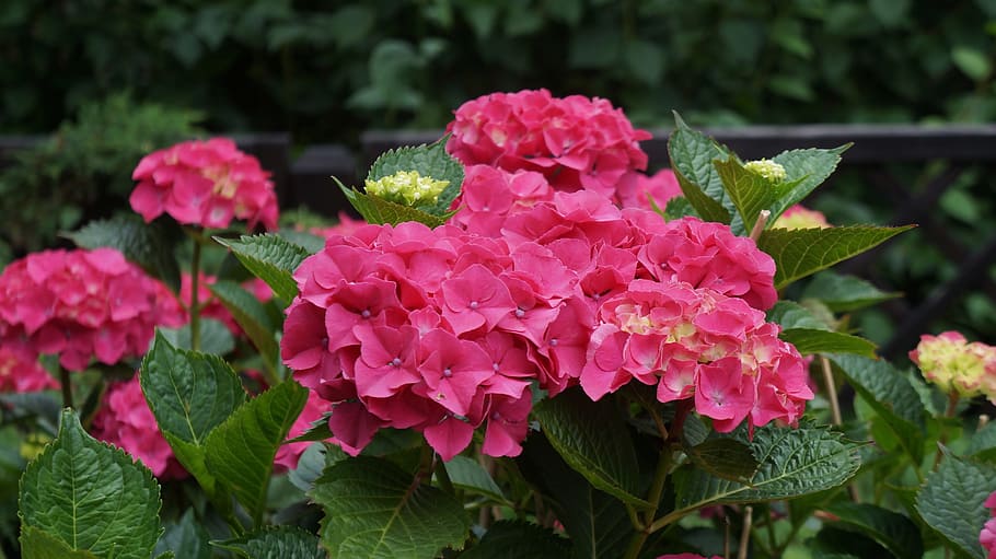 Hydrangea, Pink, Flowers, Nature, Plant, pink flower, garden HD wallpaper