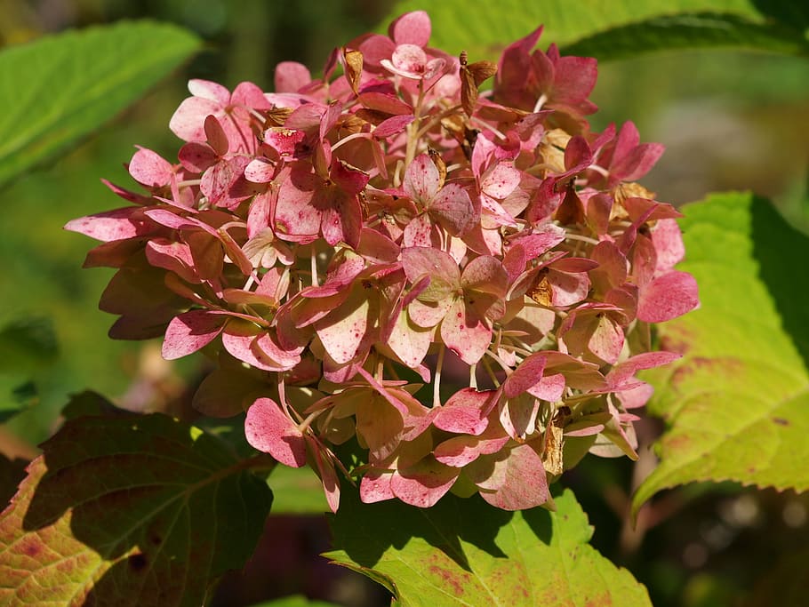 Hydrangea, Blossom, Bloom, Ga, Flower, greenhouse hydrangea HD wallpaper