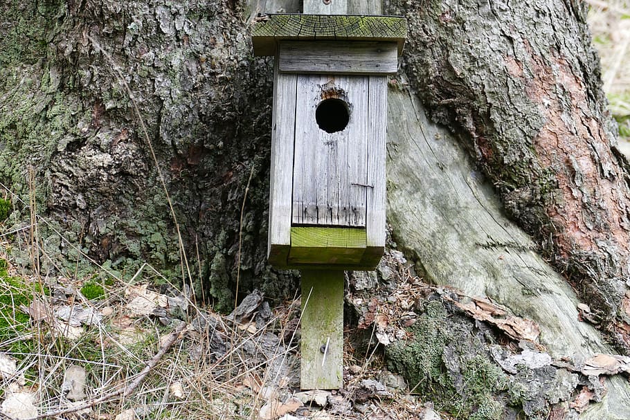 Nesting, Box, Forest, Nature, Tree, nesting box, day, built structure HD wallpaper