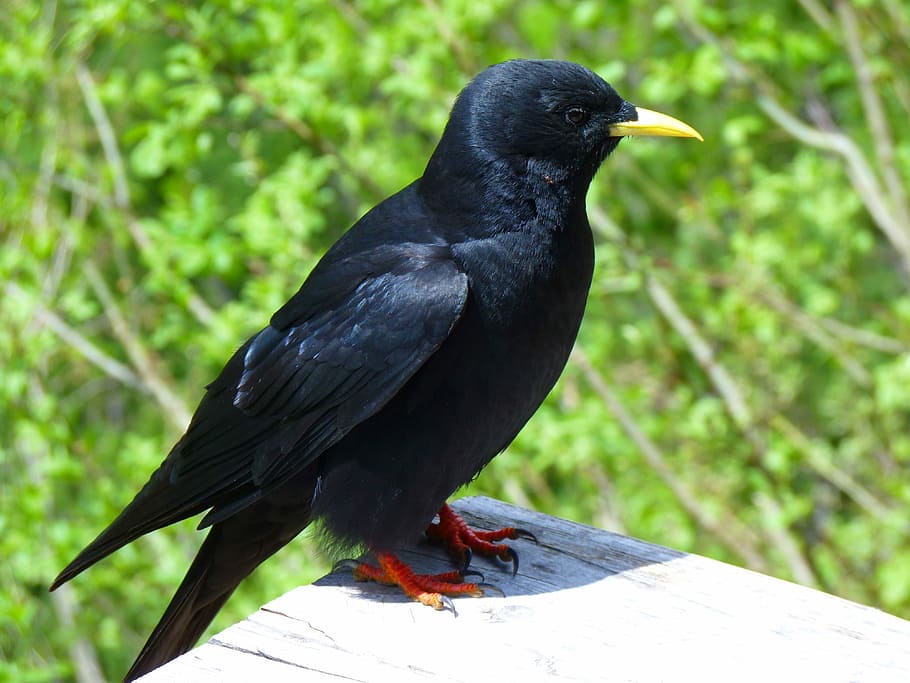 Jackdaw, Bird, Black, Crow, black color, raven - bird, no people HD wallpaper