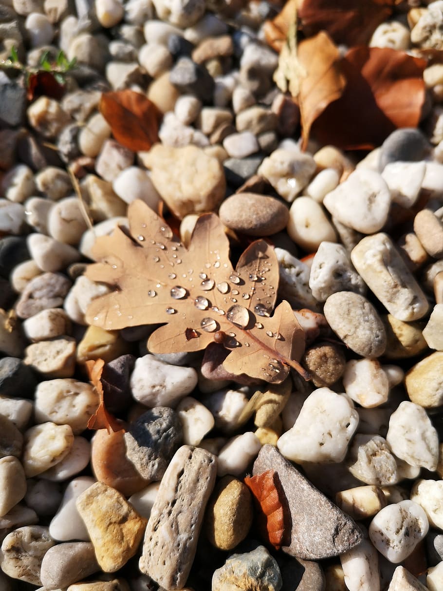 stones, walking path, dew, abundance, large group of objects HD wallpaper