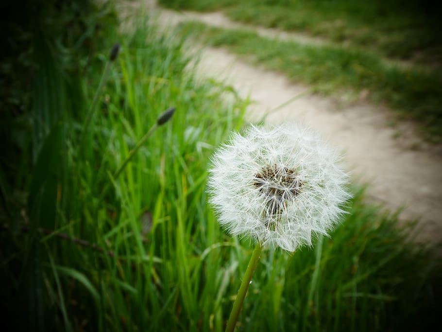 fields, flower, nature, plant, dandelion, flowering plant, freshness HD wallpaper