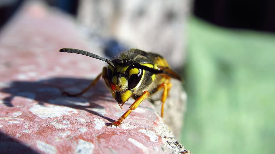 bee, yellow, insects, avsipa, animal themes, invertebrate, animal wildlife HD wallpaper