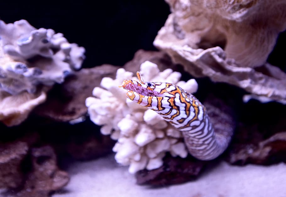 Fish, Eel, Water, Underwater, Color, bright, scary, nature HD wallpaper