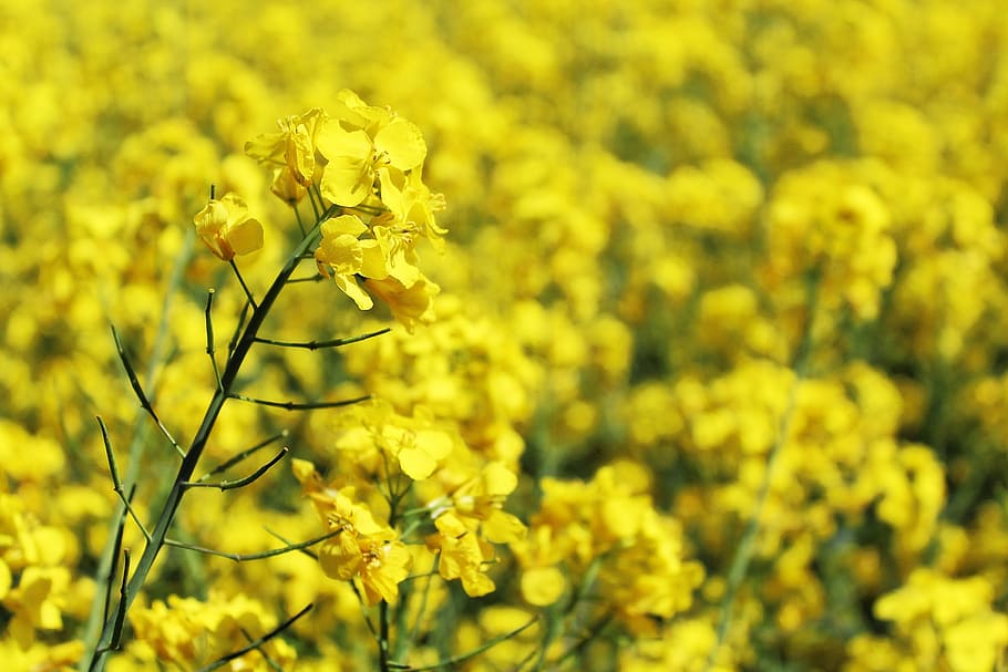 selective focus photography of yellow rapeseed flower, oilseed rape, HD wallpaper