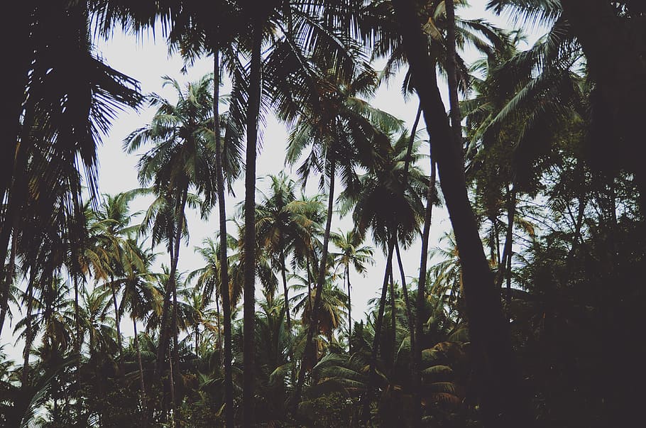 low-angle view of coconut trees, forest view, photo, blue sky HD wallpaper