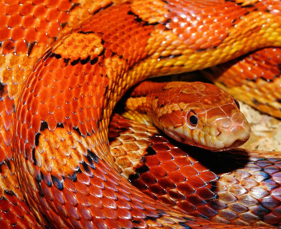 orange, yellow, and black snake, corn snake, reptile, scale, terraristik