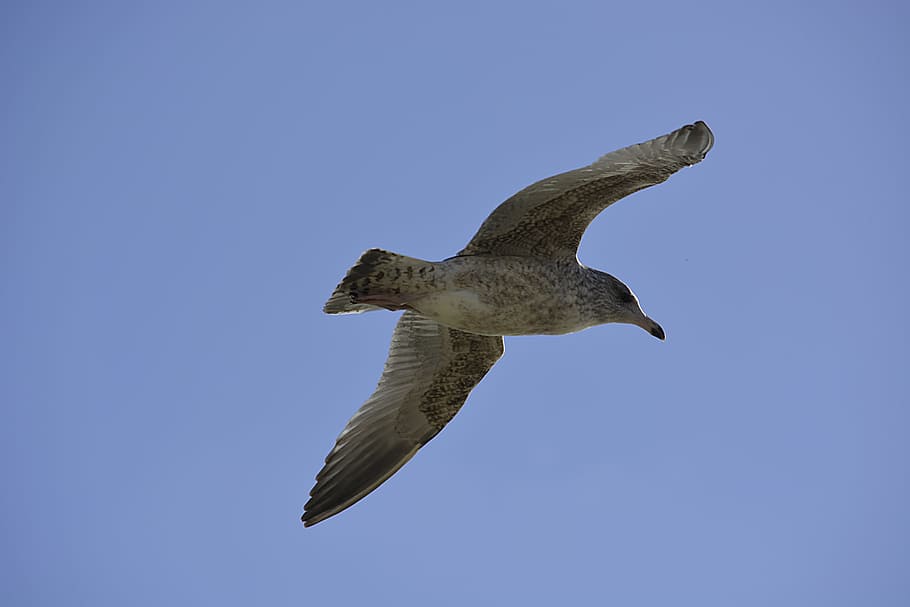 Bird, Flight, Sky, Nature, Seagull, animal, silver gull, flying seagull HD wallpaper