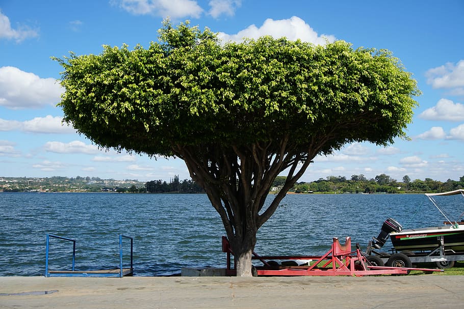 tree, nature, lake, nautical Vessel, sea, water, sky, plant HD wallpaper