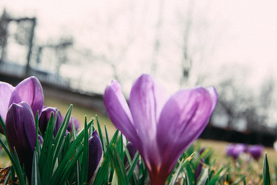 Spring flowers crocuses, nature, springtime, tulip, plant, outdoors HD wallpaper