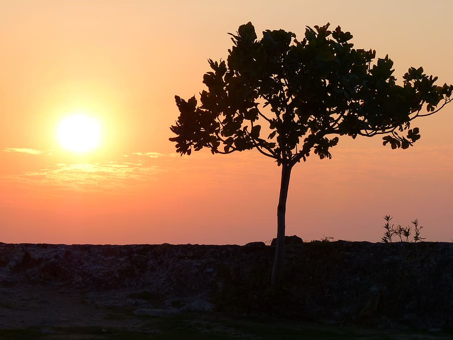 Sunset, Tree, abendstimmung, romance, silhouette, landscape HD wallpaper