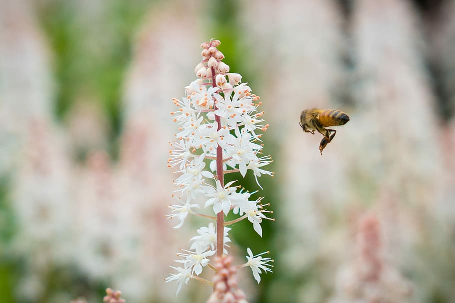 bee in front of white flowers, yellow honeybee towards white flowers in tilt shift photography HD wallpaper