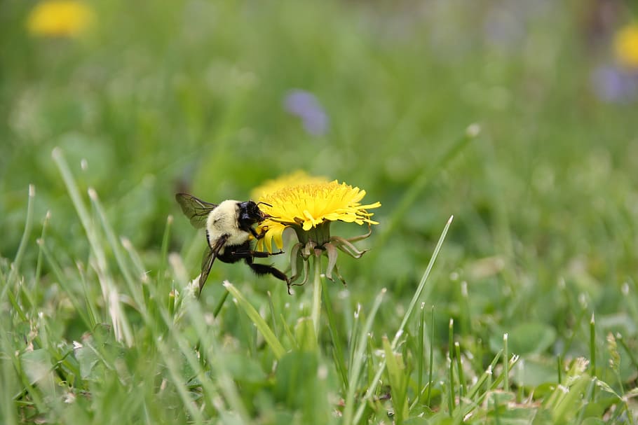 bee, dandelion, spring, yellow, flower, macro, summer, insect HD wallpaper