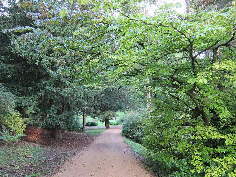 woods, bath, uk, forest, view, landscape, tree, nature, foothpath HD wallpaper