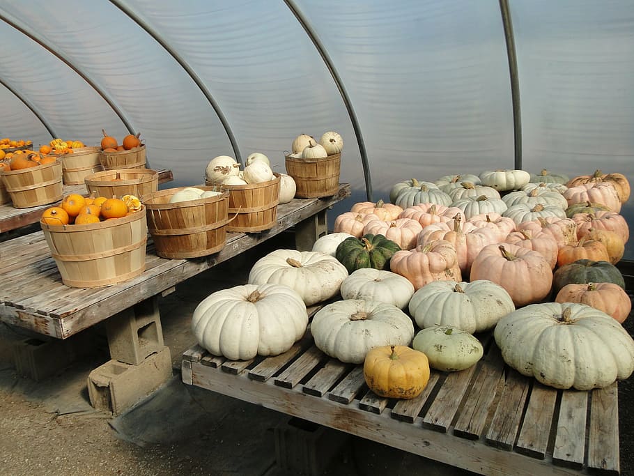 pumpkins, squash, flat, fall, autumn, farming, agriculture HD wallpaper