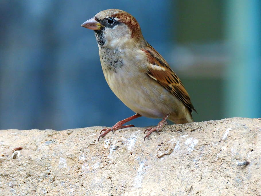 Common, Sparrow, Bird, common sparrow, perched, feathers, beak HD wallpaper