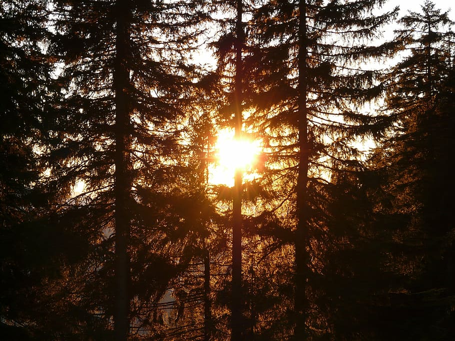 forest, tree, sun, back light, tree trunks, mood, romance, sunset HD wallpaper