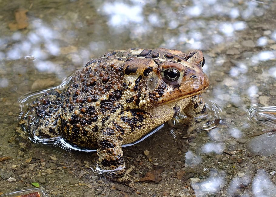 toad, brown, speckled, animal, wild, nature, close, animal themes HD wallpaper