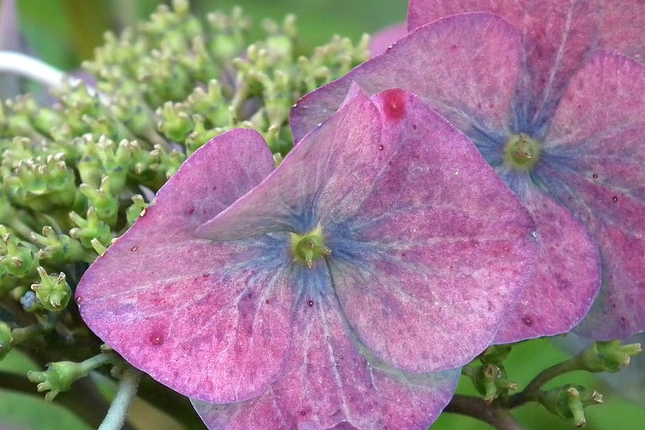 hydrangea, flower, blossom, bloom, pink, flowering plant, close-up HD wallpaper