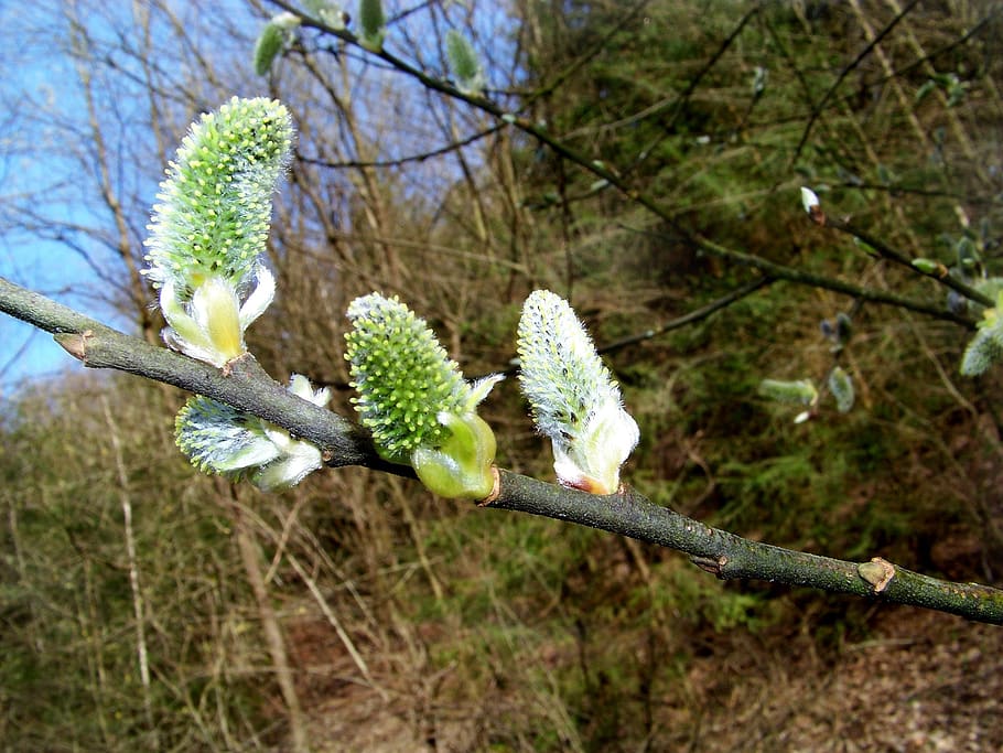 willow catkin, plant, nature, branches, signs of spring, growth