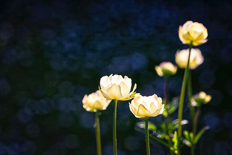 selective focus photography of white tulip flowers, image, yellow HD wallpaper