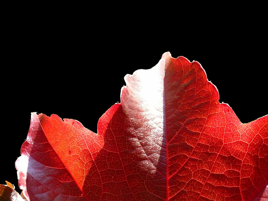 maple, maple leaf, leaves, colorful, colored, autumn, autumn leaf HD wallpaper