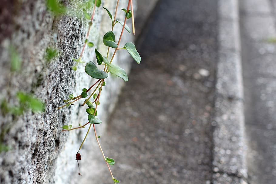 wall, cement, old wall, sidewalk, plant, creeper, leaves, leaf, HD wallpaper
