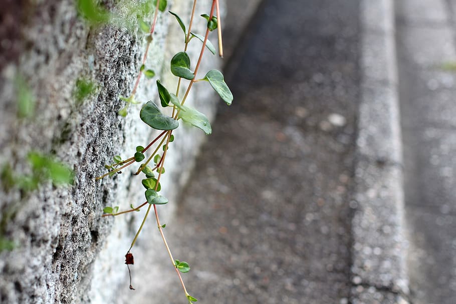 wall, cement, old wall, sidewalk, plant, creeper, leaves, leaf HD wallpaper