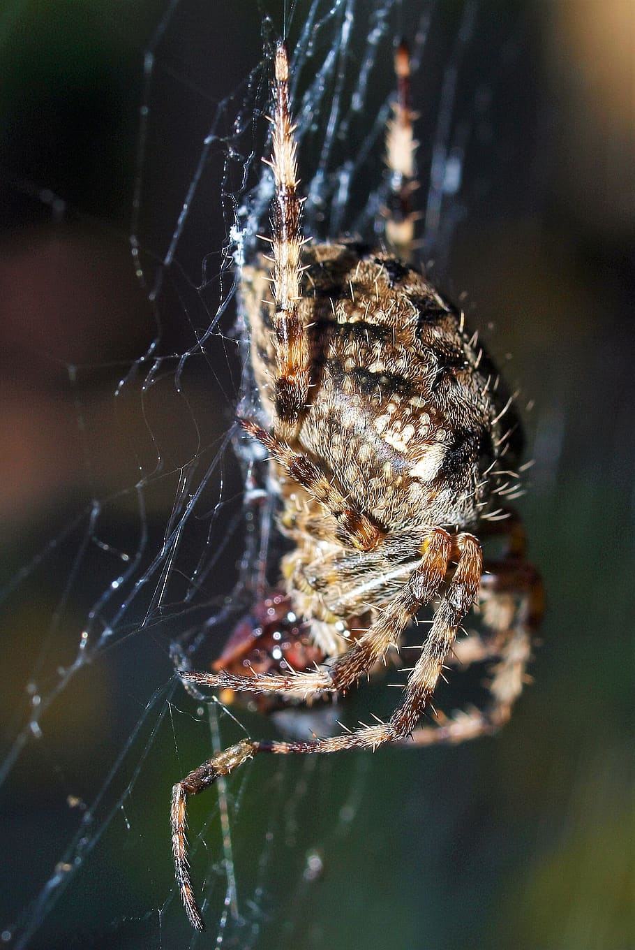spider, insect, web, invertebrate, animals in the wild, close-up HD wallpaper