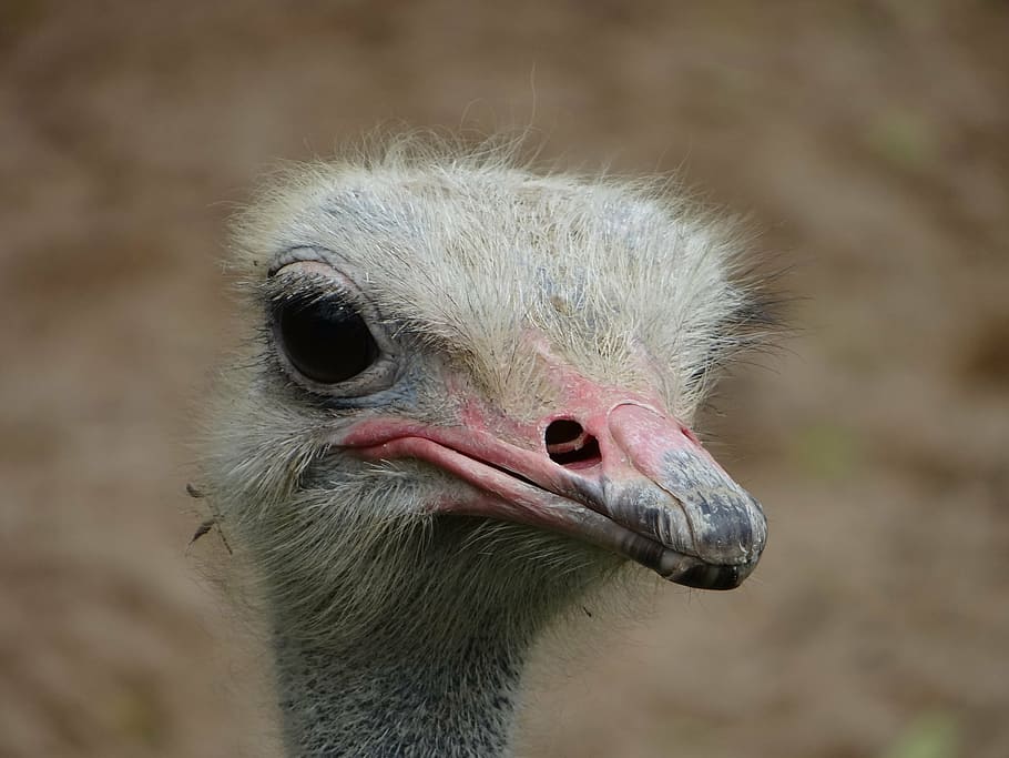 ostrich, head, beak, feathers, nature, zoo, animal, bird, africa HD wallpaper