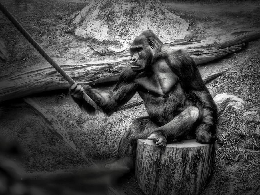 gorilla holding rope grayscale photography, monkey, habitat HD wallpaper