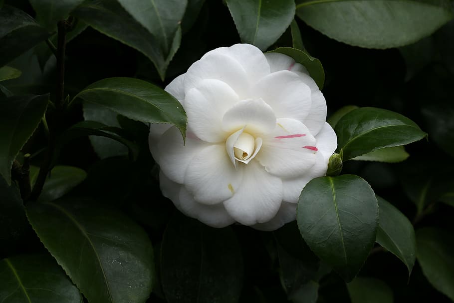 flowers, camellia, rajec jestrebi, white, flowering plant, petal, HD wallpaper