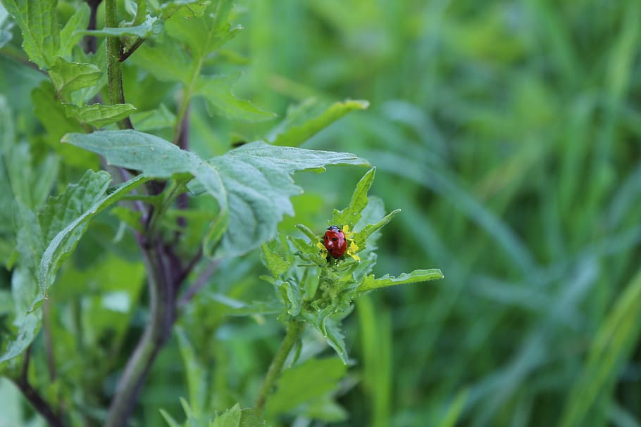 ladybug, insect, nature, plant, invertebrate, green color, animals in the wild HD wallpaper