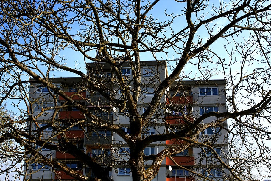Home, Residence, Skyscraper, Tree, Kahl, aesthetic, branches HD wallpaper