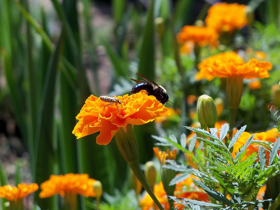 bee, insect, nature, bug, pollen, flower, orange, flowering plant HD wallpaper