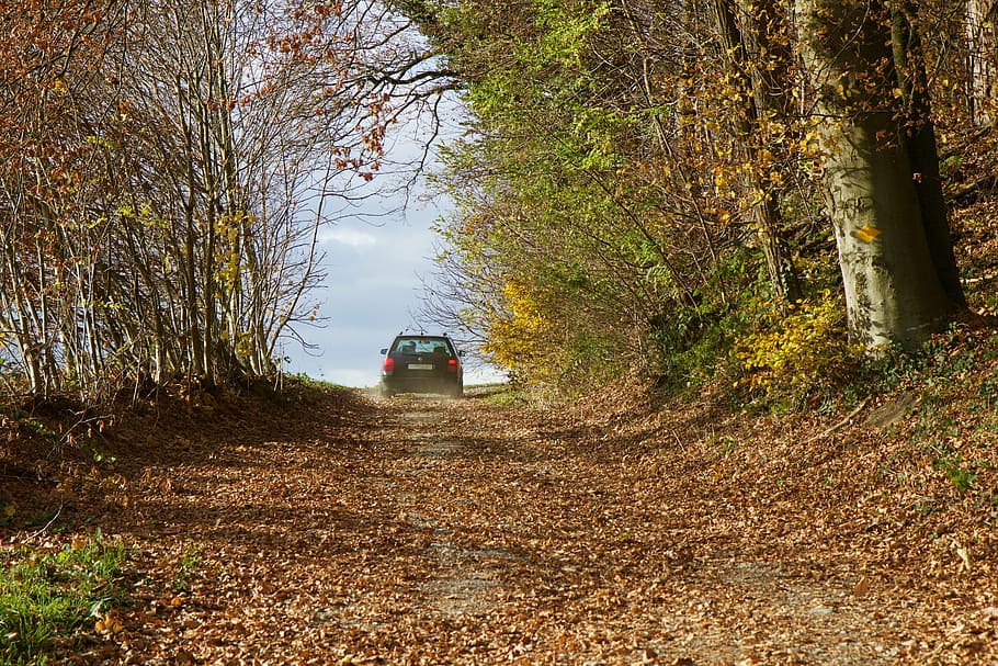 landscape, forest, forest path, vehicle, autumn, fall leaves HD wallpaper