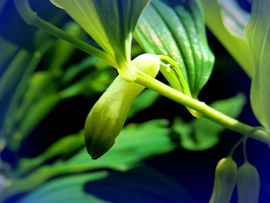 life, bud, growth, green color, plant, close-up, beauty in nature HD wallpaper