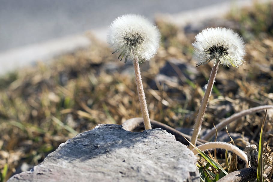 nature, dandelion, spring, flower, meadow, natural, plant, green HD wallpaper