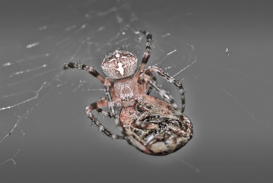 Spider, Ladybug, Macro, spider web, one animal, animal themes HD wallpaper