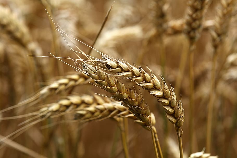 wheat tilt-shift lens photography, ear, ripe, field, harvest HD wallpaper