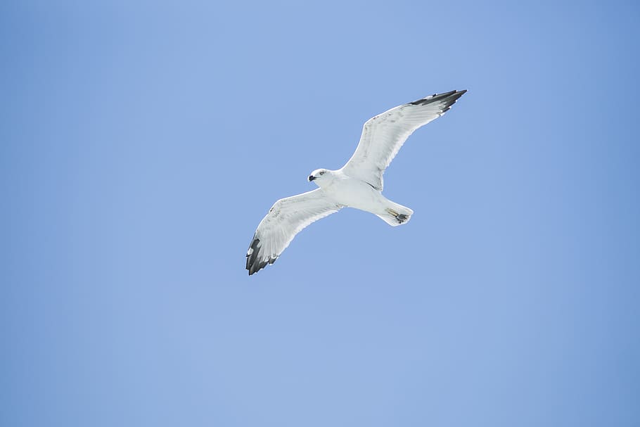 Hd Wallpaper Bird Seagull Environmental Birds Nature Animal Images, Photos, Reviews