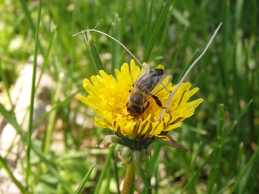 bee, dandelion, macro, spring, plant, insect, animal themes HD wallpaper