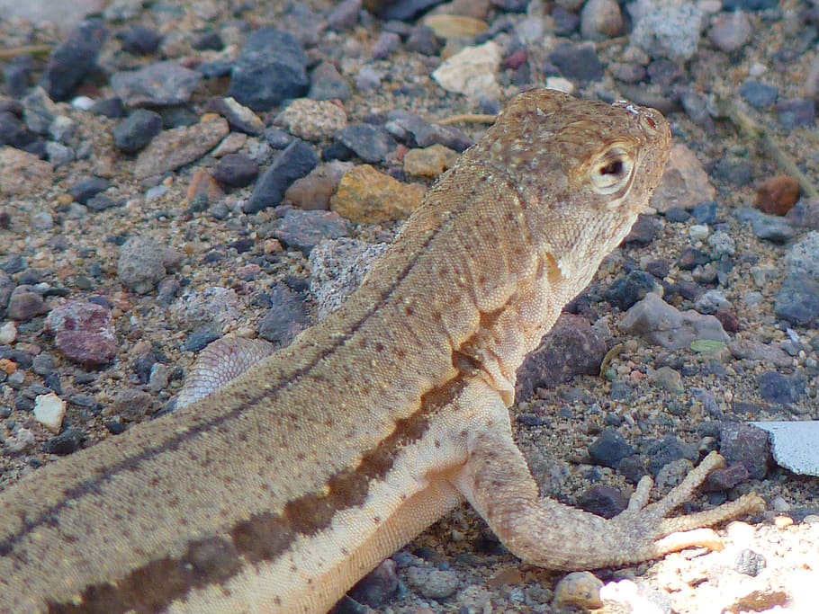lizard, animal, creature, animal wildlife, animal themes, animals in the wild HD wallpaper