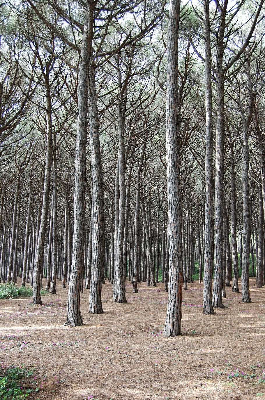 forest, nature, trees, plant, trunk, tree trunk, land, tranquility HD wallpaper