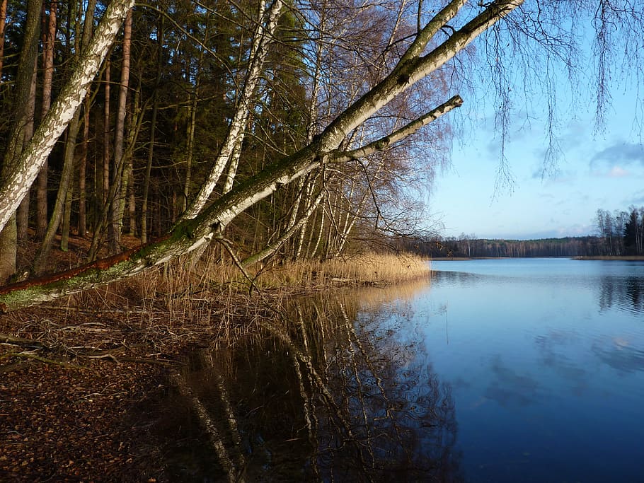 masuria, lake, forest, nature, tree, water, reflection, landscape HD wallpaper